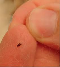 Dedetizadora e higiene do ambiente no combate as pulgas 