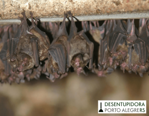 Controle de morcegos inclui cuidados com as edificações