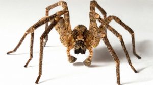 Medidas preventivas de controle de aranhas
